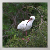 White Ibis Bird Poster (Vorne)