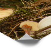 White Ibis Birds Nesting Poster (Ecke)