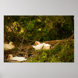 White Ibis Birds Nesting Poster