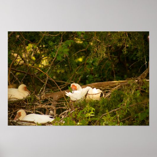 White Ibis Birds Nesting Poster (Vorne)