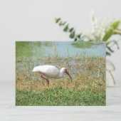 White Ibis Flat Grußkarte Karte (Stehend Vorderseite)