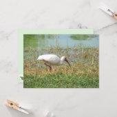 White Ibis Flat Grußkarte Karte (Vorderseite/Rückseite Beispiel)