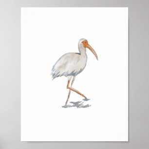 White Ibis Florida Bird Nature Malerei Poster