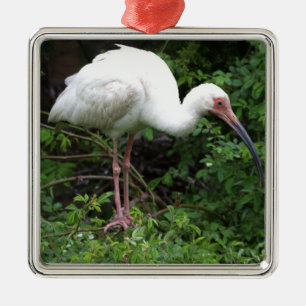 White Ibis Foto Ornament Aus Metall