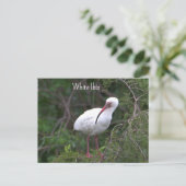 White Ibis Foto Postcard Postkarte (Stehend Vorderseite)