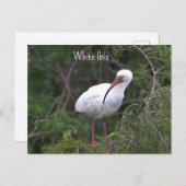 White Ibis Foto Postcard Postkarte (Vorne/Hinten)
