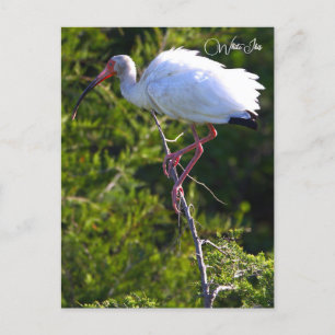 White Ibis Foto Postcard Postkarte