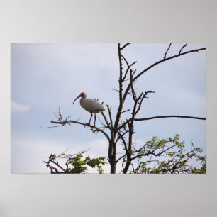 White Ibis Foto Poster