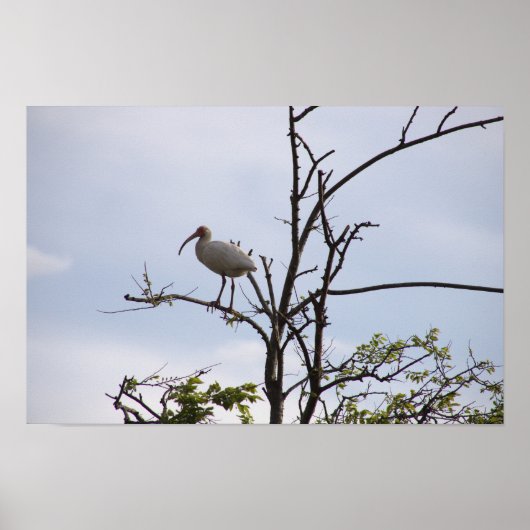 White Ibis Foto Poster (Vorne)