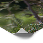 White Ibis Foto Poster (Ecke)