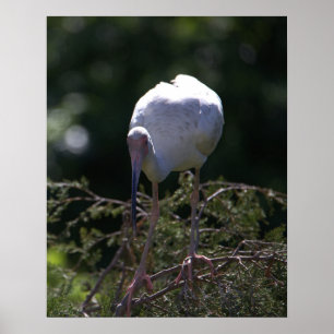 White Ibis Foto Poster