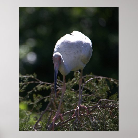 White Ibis Foto Poster (Vorne)