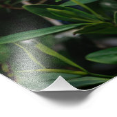 White Ibis Fotodruck (Ecke)