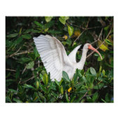 White Ibis Fotodruck (Vorne)