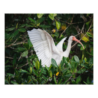 White Ibis Fotodruck