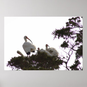 White Ibis in Tree Poster