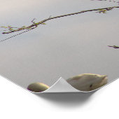 White Ibis in Tree Poster (Ecke)