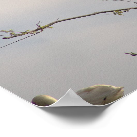 White Ibis in Tree Poster (Ecke)