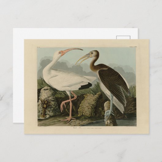 White Ibis - John James Audubons Vögel in Amerika Postkarte (Vorne/Hinten)