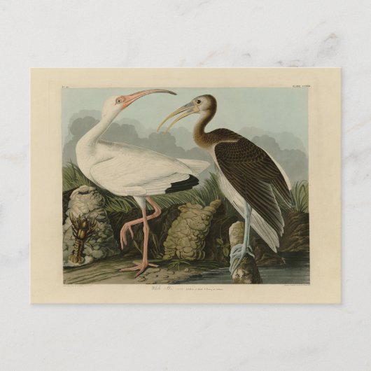 White Ibis - John James Audubons Vögel in Amerika Postkarte (Vorderseite)