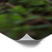 White Ibis Juvenile Poster (Ecke)