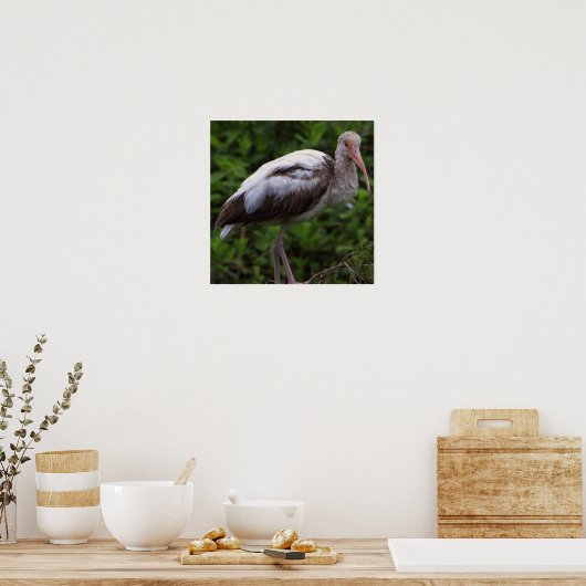 White Ibis Juvenile Poster (Küche)