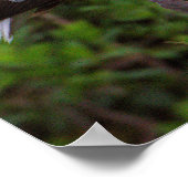 White Ibis Juvenile Poster (Ecke)