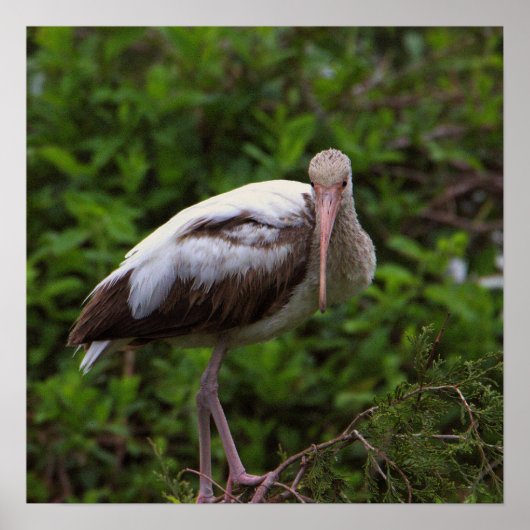 White Ibis Juvenile Poster (Vorne)