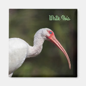 White Ibis Magnet (Vorne)