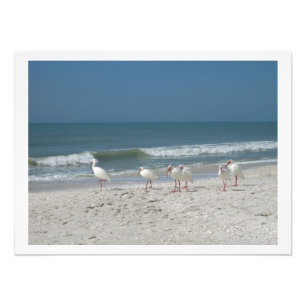 White Ibis on Pink Sandy Beach Fotodruck