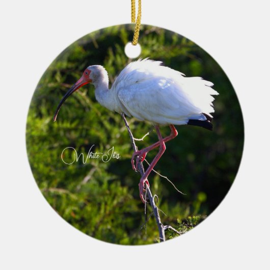 White Ibis Ornament (Vorne)
