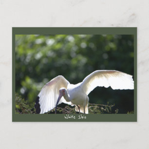White Ibis Postcard Postkarte