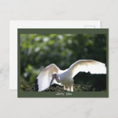 White Ibis Postcard Postkarte (Vorne/Hinten)