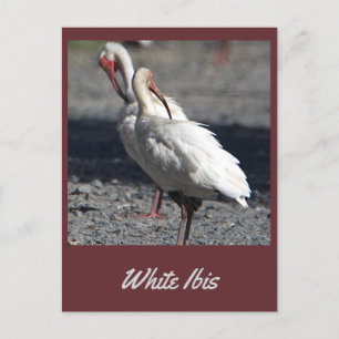 White Ibis Postcard Postkarte