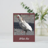 White Ibis Postcard Postkarte (Stehend Vorderseite)