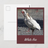 White Ibis Postcard Postkarte (Vorne/Hinten)
