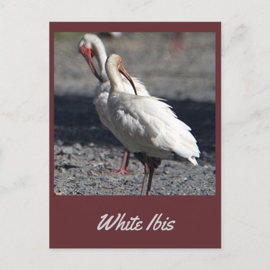 White Ibis Postcard Postkarte (Vorderseite)