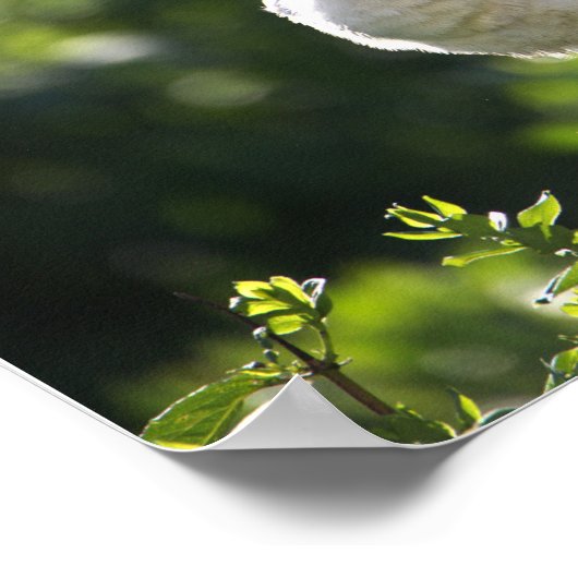 White Ibis Poster (Ecke)