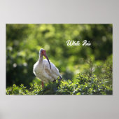 White Ibis Poster (Vorne)