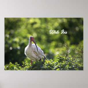White Ibis Poster