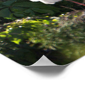 White Ibis Poster (Ecke)