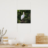 White Ibis Poster (Küche)