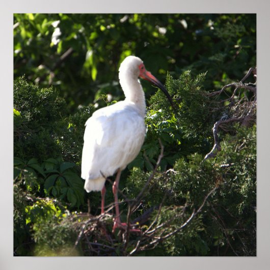 White Ibis Poster (Vorne)