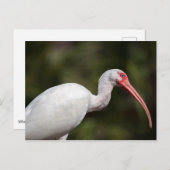 White Ibis Postkarte (Vorne/Hinten)