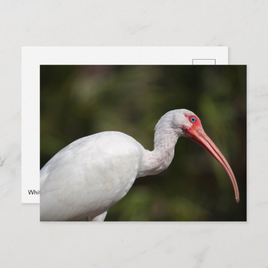 White Ibis Postkarte (Vorne/Hinten)