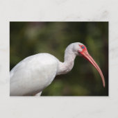 White Ibis Postkarte (Vorderseite)