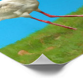 White Ibis Print Poster (Ecke)