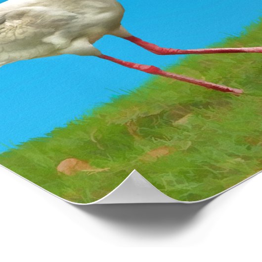 White Ibis Print Poster (Ecke)