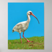 White Ibis Print Poster (Vorne)