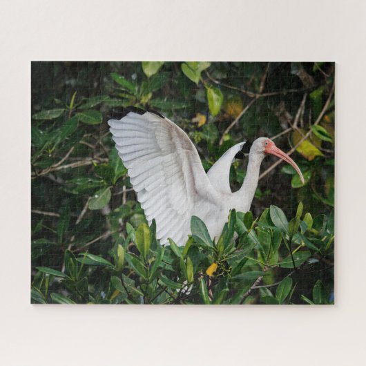 White Ibis Puzzle (Horizontal)